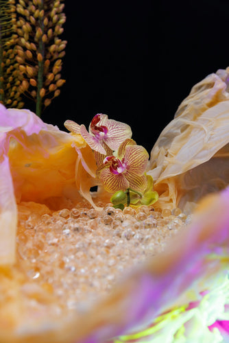 The Botanical Heroes of Skincare